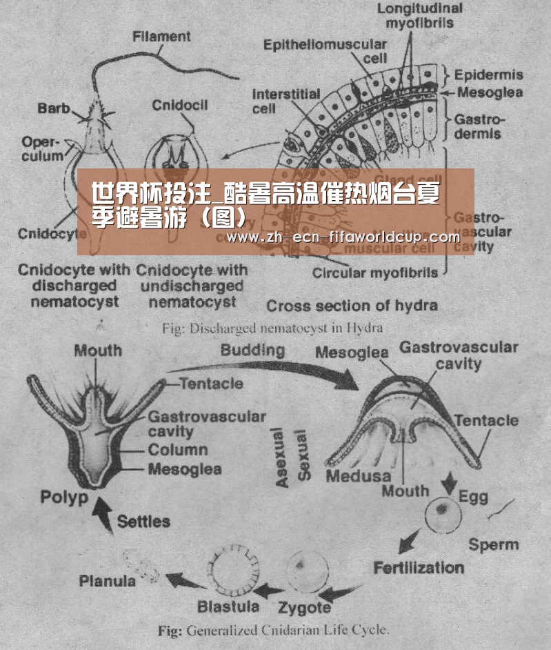 世界杯投注_酷暑高温催热烟台夏季避暑游(图)(图2) 世界杯投注