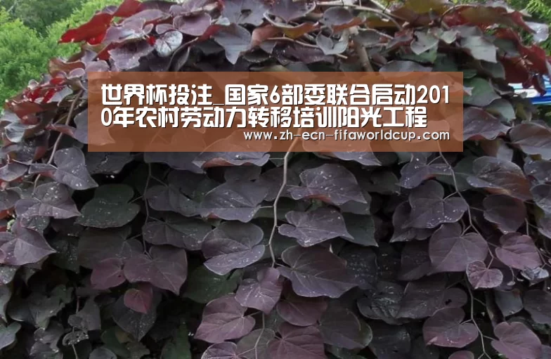 世界杯投注_国家6部委联合启动2010年农村劳动力转移培训阳